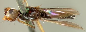 Media type: image;   Entomology 13324 Aspect: habitus dorsal view